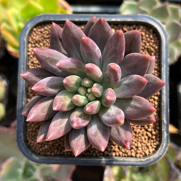 Graptoveria Purple Hybrid