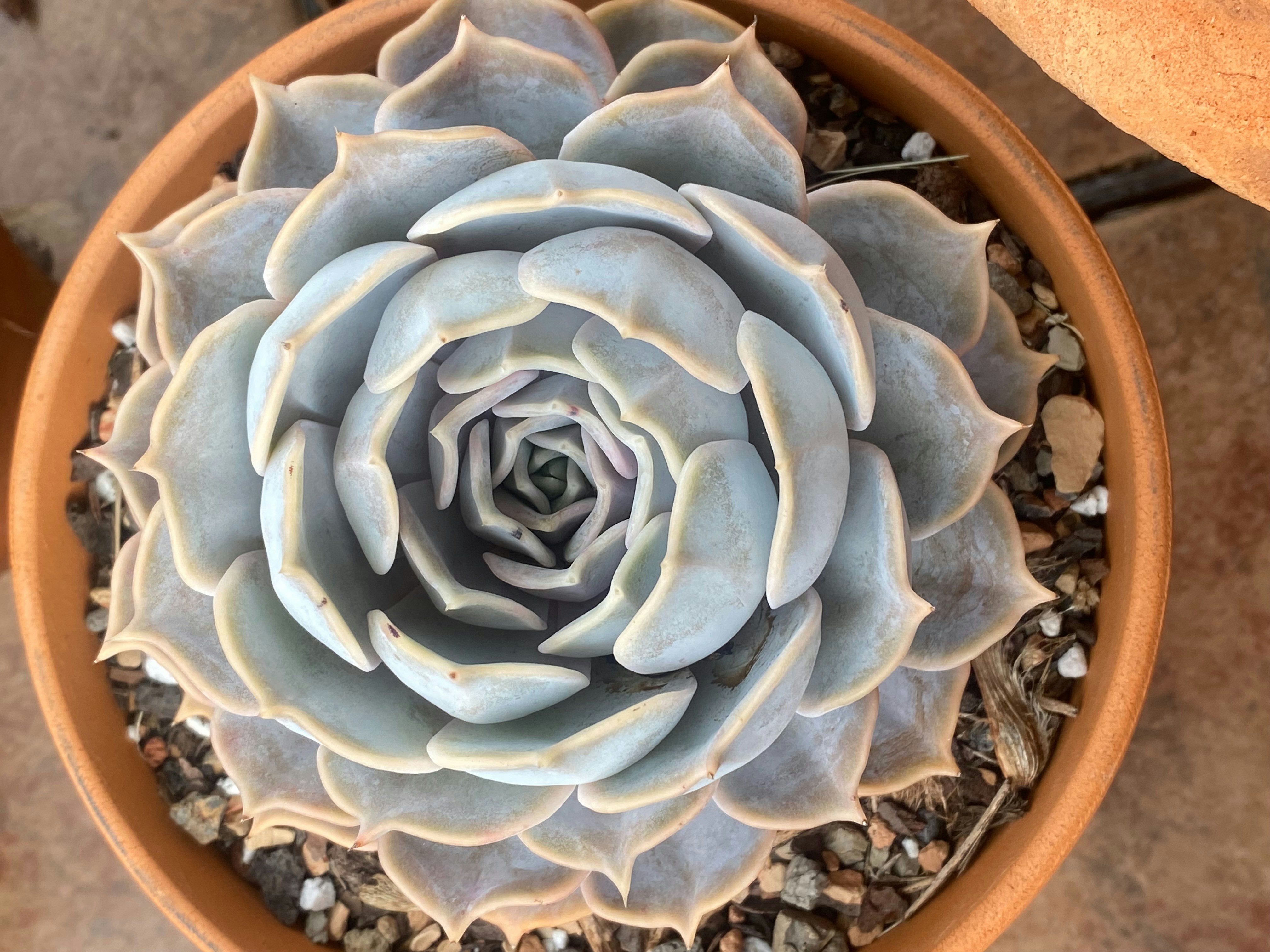 Echeveria