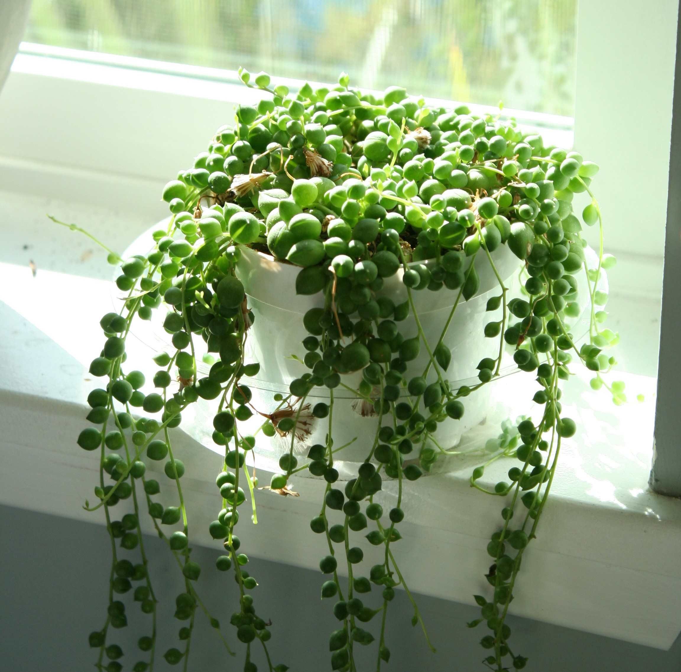 String of Pearls