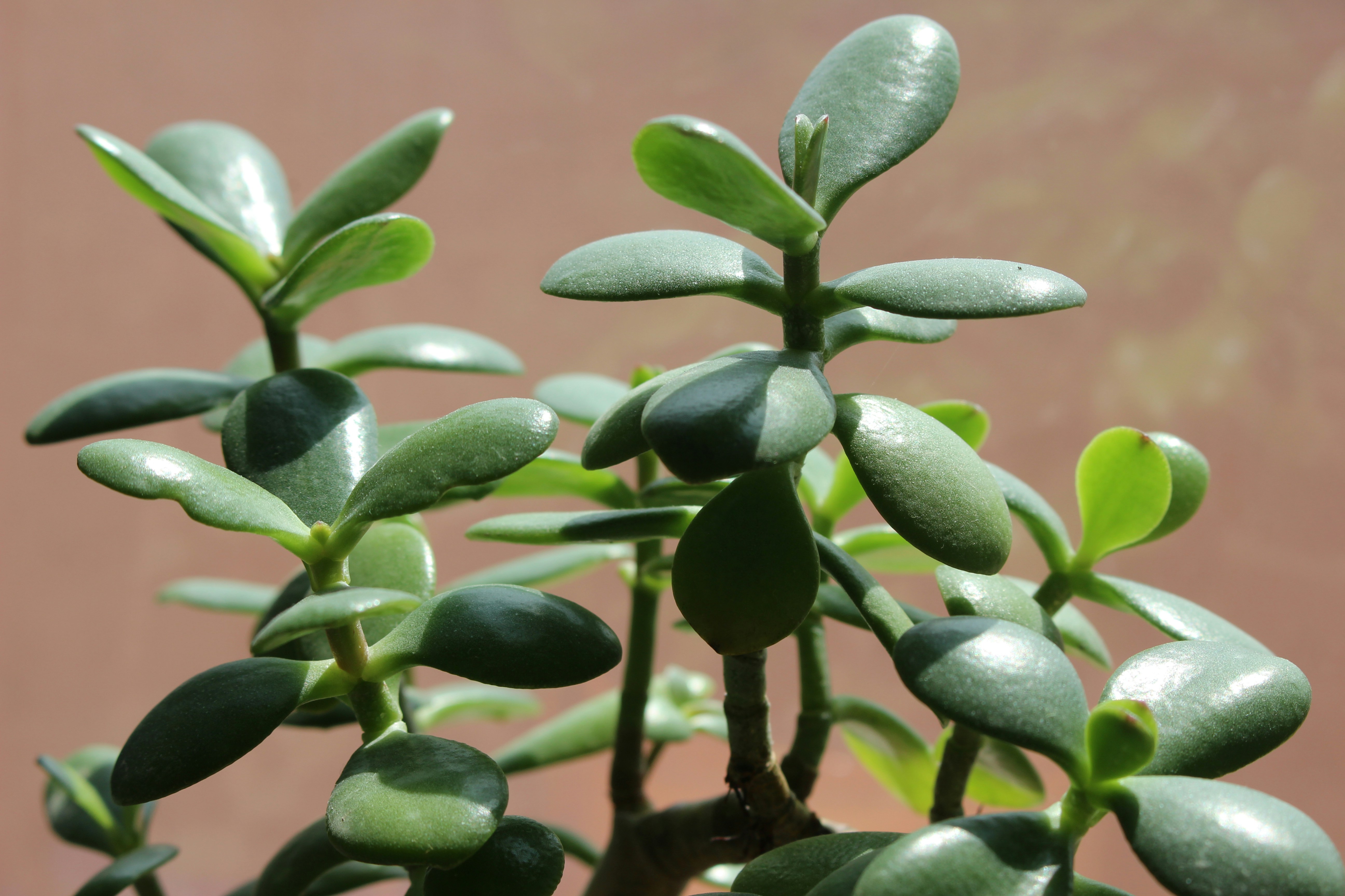 Jade Plant