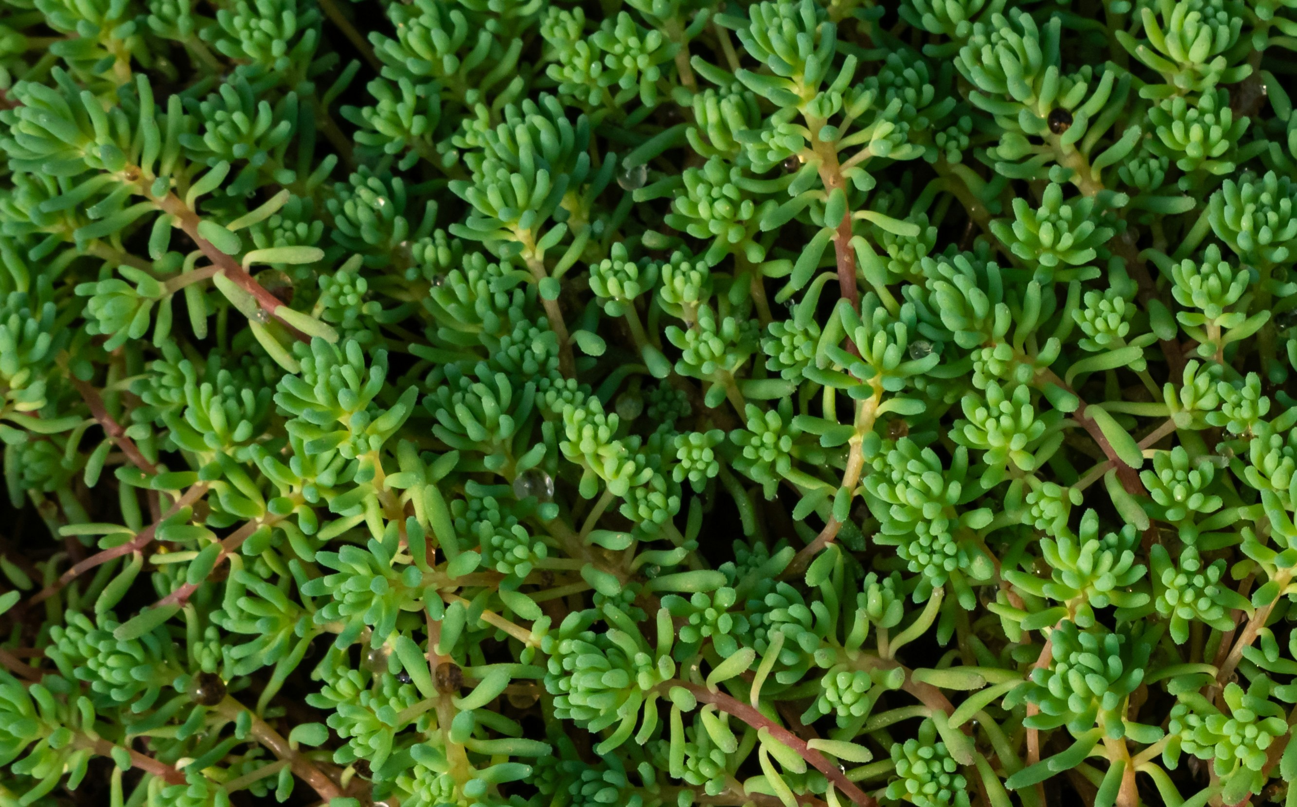 Sedum
