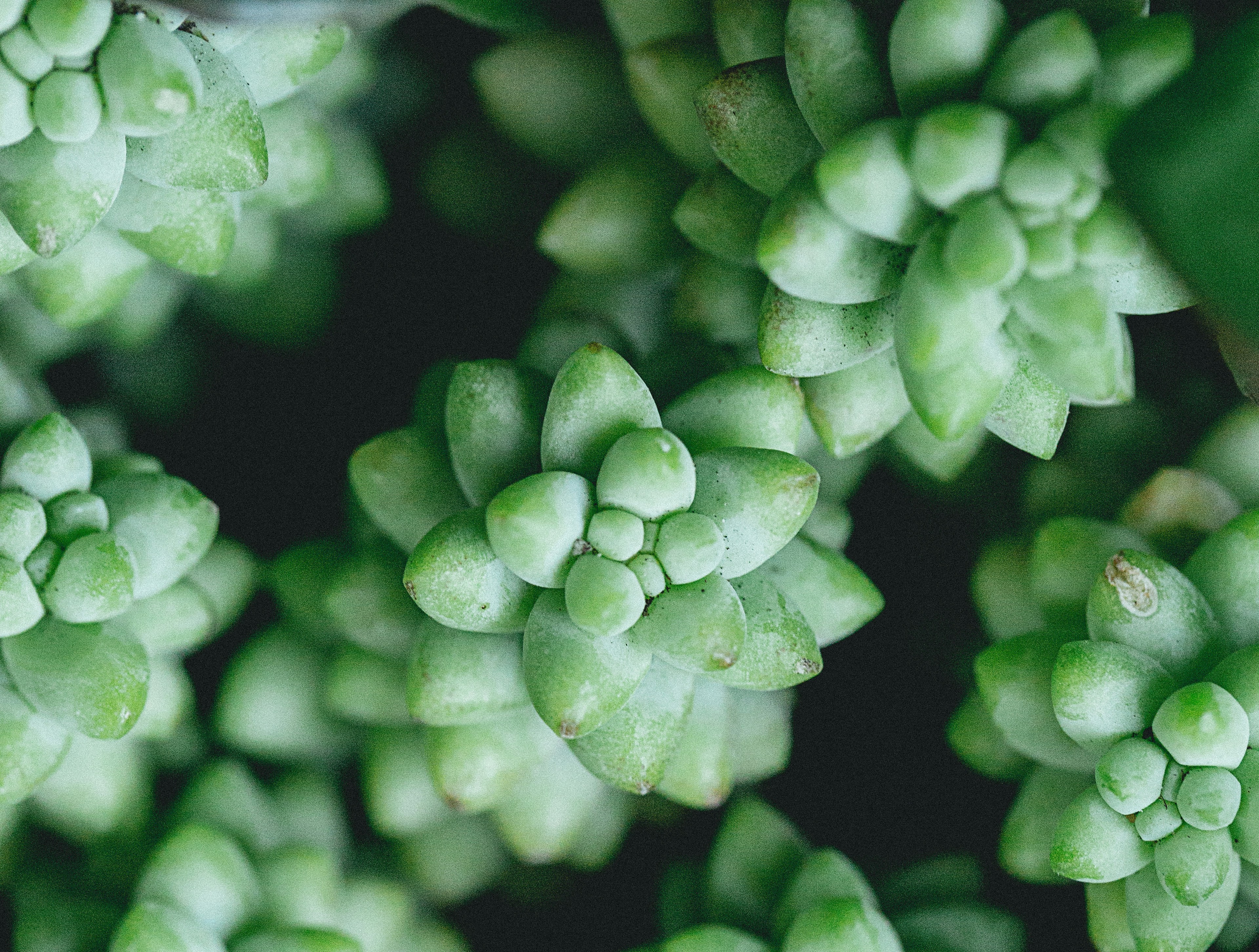 Burro's Tail