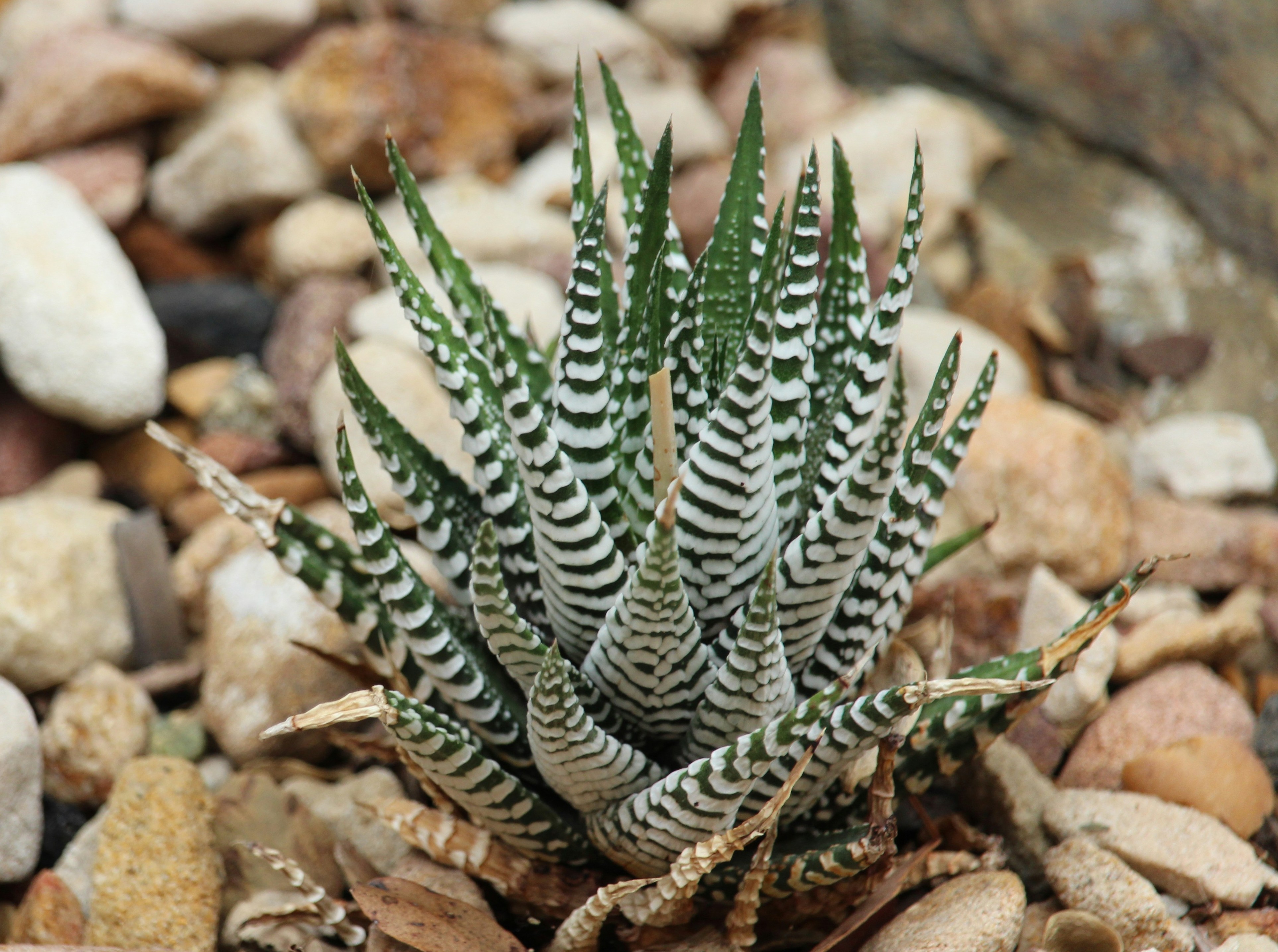 Haworthia
