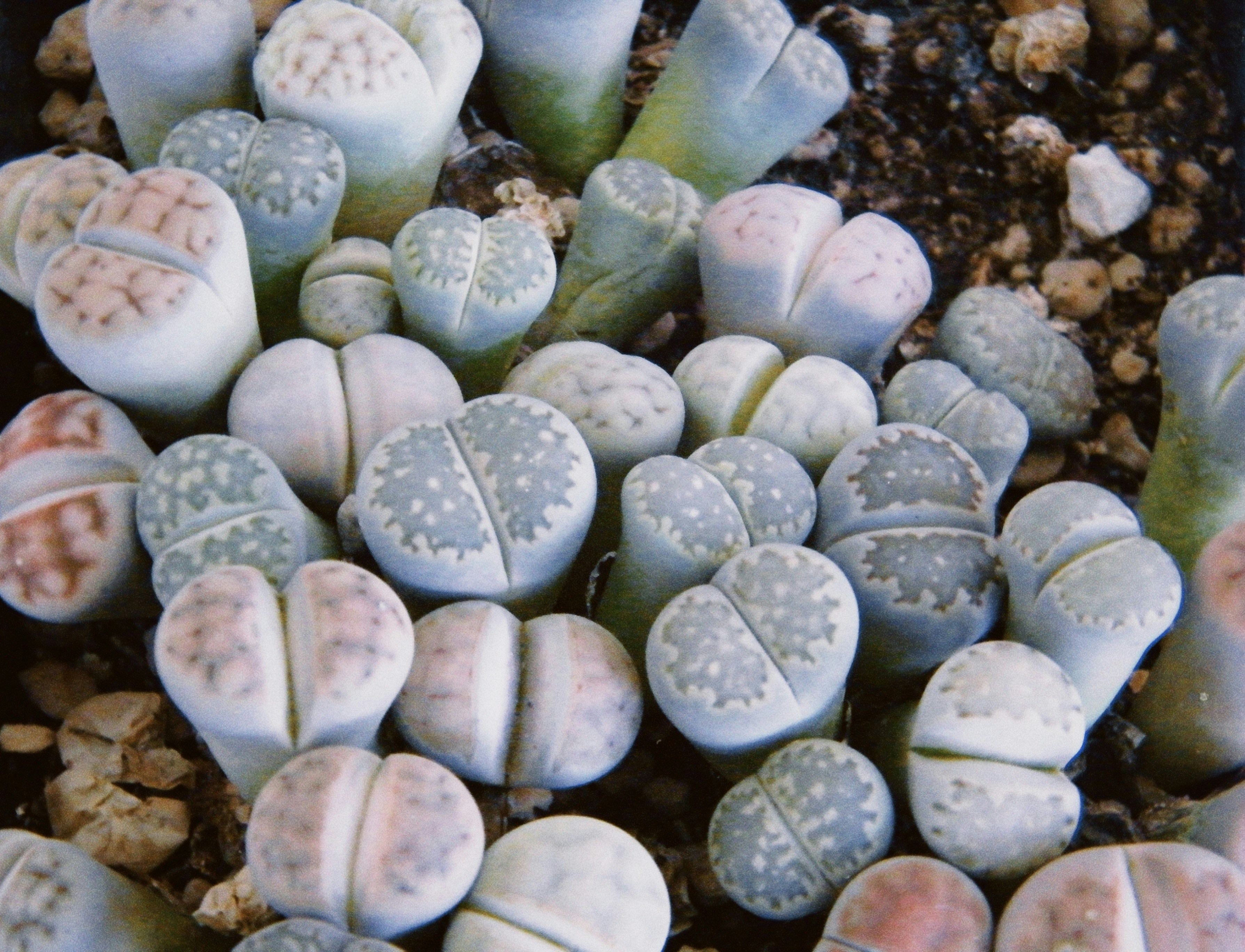 Lithops