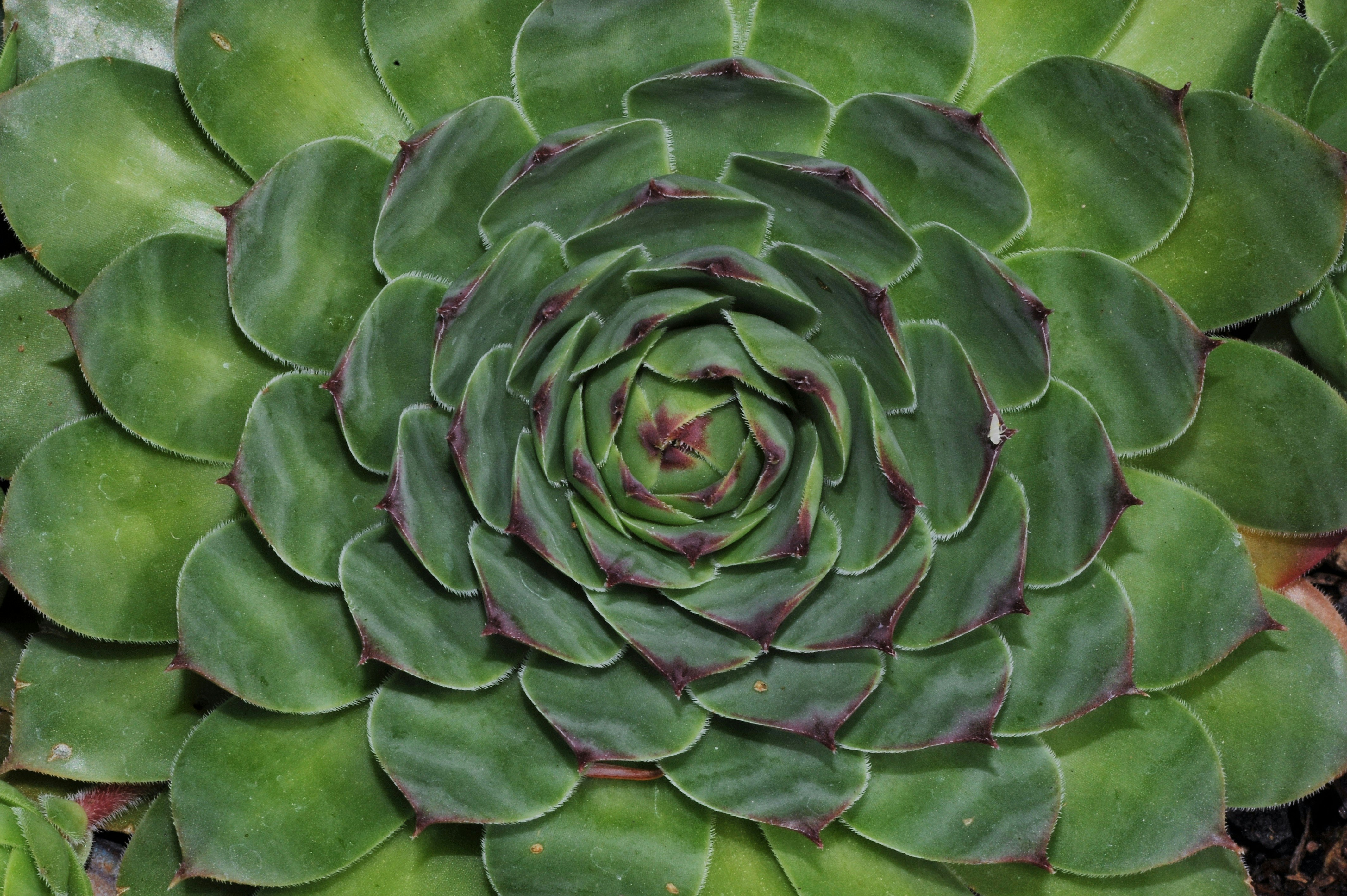 Sempervivum